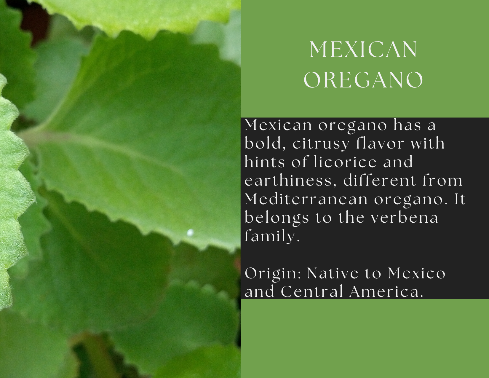 Mexican Oregano